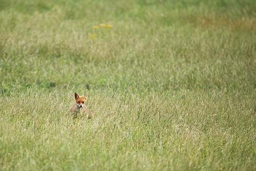 oostvaardersplassen (natuurreservaat) brown puppy in midst of green meadows during day lelystad